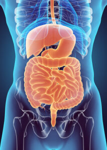 3D human male x-ray digestive system, medical concept.